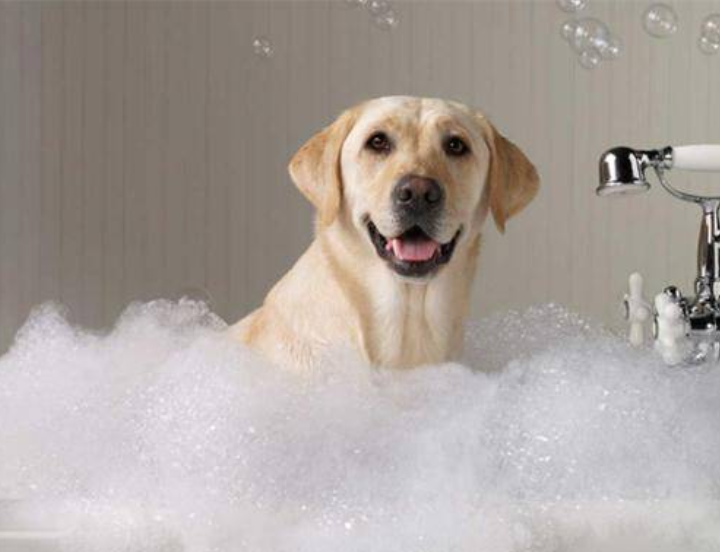 Can you use dish soap on dogs